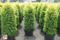 Можжевельник обыкновенный "Gold Cone" (Juniperus communis), С3