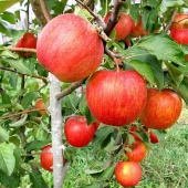 Яблоня Пинова в горшке  C7.5