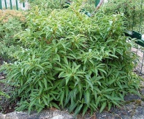 Форзиция темно-зеленая "Bronxensis", C5