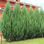 Можжевельник скальный "Skyrocket" (Juniperus scopulorum), С25