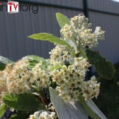 Рябина ария или круглолистная (Sorbus aria "Magnifica"), С24