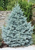 Ель колючая "Glauca Majestic Blue" (Picea pungens), С2