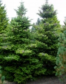 Пихта корейская (Abies koreana) С7.5