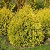 Туя западная Рейнгольд (Thuja occidentalis Rheingold) C2