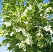 Клён остролистный "Drummondi" (Acer platanoides), С25