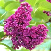 Сирень обыкновенная  Чарльз Джоли  С3