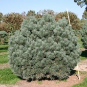 Сосна обыкновенная "Watereri" (Pinus sylvestris), С30