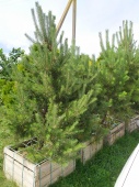 Сосна обыкновенная (Pinus sylvestris) C5