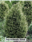 Туя западная "Столвик" (Thuja occidentalis "Stolwijk") С2
