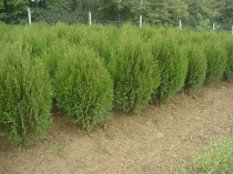 Туя западная "Wagneri" (Thuja occidentalis), C2
