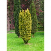 Тис ягодный "Fastigiata Aurea" (Taxus baccata) С5