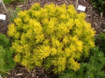 Сосна горная "Winter Gold" (Pinus mugo), С10