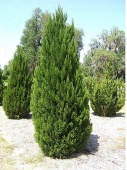 Можжевельник китайский "Spartan" (Juniperus chinensis) 250-300см.
