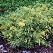 Можжевельник средний "Blue and Gold" (Juniperus x media), C2