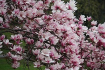 Магнолия Суланжа Александрина (Magnolia soulangeana Alexandrina) С3