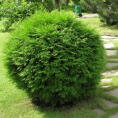 Туя западная "Woodwardi" (Thuja occidentalis) С10