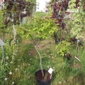 Бонсаи Граб обыкновенный С15