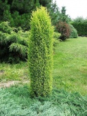 Можжевельник обыкновенный "Suecica" (Juniperus communis), С7,5
