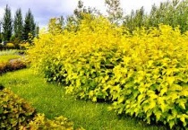 Пузыреплодник "Дартс Голд" (Dart’s Gold) C2