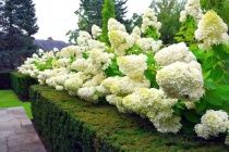 Гортензия метельчатая Полярный медведь (Hydrangea paniculata Polar Bear) С2