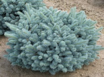 Ель колючая Глаука Глобоза (Picea pungens Glauca Globosa) С5 