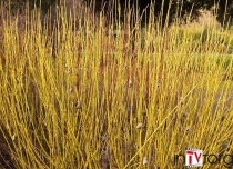 Дерен отпрысковый "Flaviramea" (Cornus saricea), С15-25