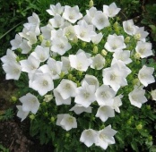 Колокольчик карпатский белый С2