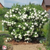 Калина обыкновенная Розеум С3