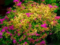Спирея японская Голден принцесс (Spiraea japonica Golden Princess) C3
