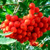 Рябина НЕВЕЖИНСКАЯ сладкоплодная