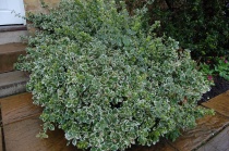 Бересклет Форчуна Эмеральд Гаити (Euonymus fortunei Emerald Gaiety) С2