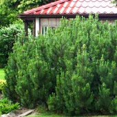 Сосна горная Мугус (Pinus mugo Mughus) С15