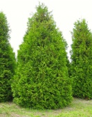 Туя западная "Frieslandia" (Thuja occidentalis) С5