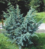 Можжевельник китайский "Blue Alps" (Juniperus squamata) С2 