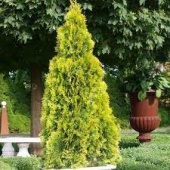 Туя западная "Голден Смарагд" (Thuja occidentalis "Golden Smaragd") С7