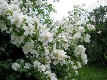 Жасмин чубушник Земляничный  С3