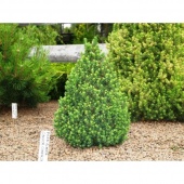 Ель сизая "Conica" (Picea glauca) С5