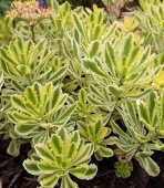 Очиток (седум) Миддендорфа C 2