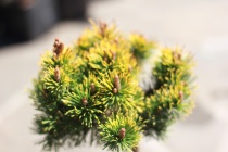 Сосна горная Лаархайд Pinus mugo Laarheide С5