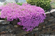 Флокс шиловидный (Phlox subulata) C2