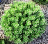 Сосна черная Брепо (Pinus nigra Brepo) С5