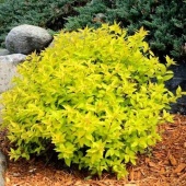 Спирея японская "Голдмаунд" (Spiraea japonica "Goldmound") С5