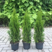 Туя западная Смарагд высота 60-80см  (Thuja occidentalis) 