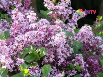 Сирень Мейера "Palibin" (Syringa meyeri) С2