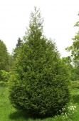 Туя складчатая "Атровиренс" (Thuja plicata "Atrovirens") С7,5