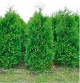 Туя западная "Brabant" (Thuja occidentalis) P9
