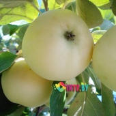 Яблоня "Белый налив"  в горшке  C7.5