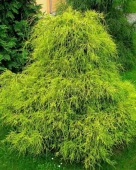 Кипарисовик горохоплодный "Filifera Aurea" (Chamaecyparis pisifera) C5