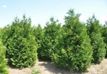 Туя западная "Ваксен" (Thuja occidentalis "Waxen") С35