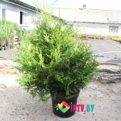Туя западная "Brabant" (Thuja occidentalis) C3 100-120см.